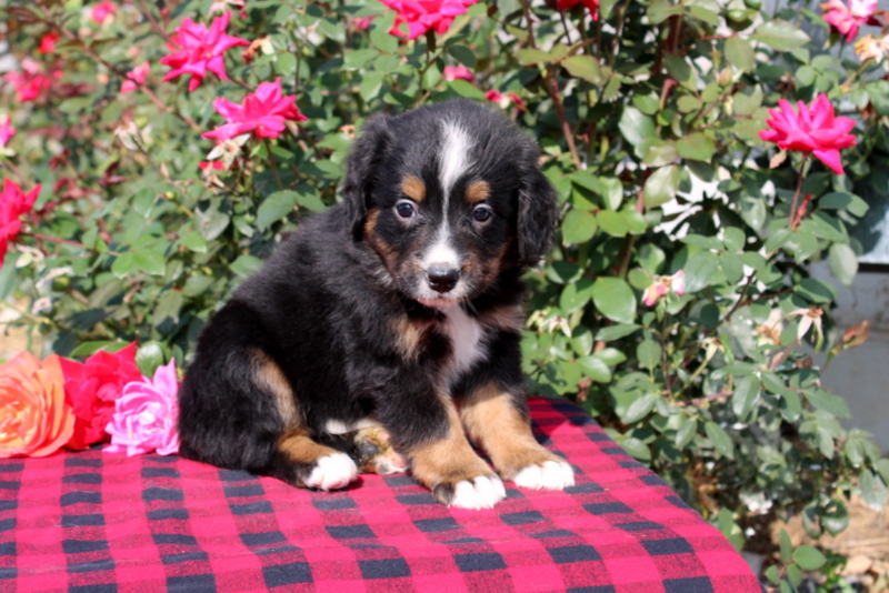 puppy, for, sale, Bernedoodle, Matthew B. Stoltzfus, dog, breeder, Gap, PA, dog-breeder, puppy-for-sale, forsale, nearby, find, puppyfind, locator, puppylocator, aca